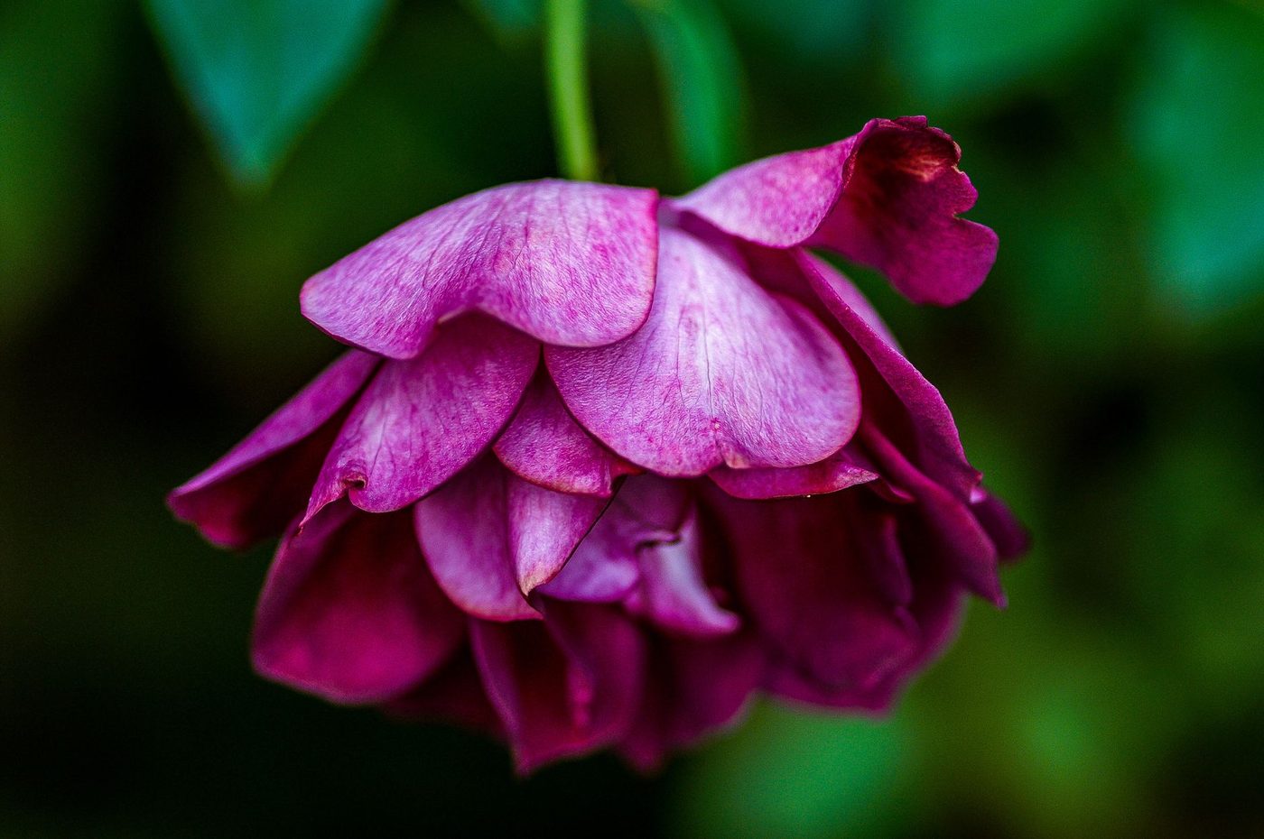 Gros plan macro sur les pétales d'une fleur rose poudrée, détail d'une composition de l'Atelier Camélia